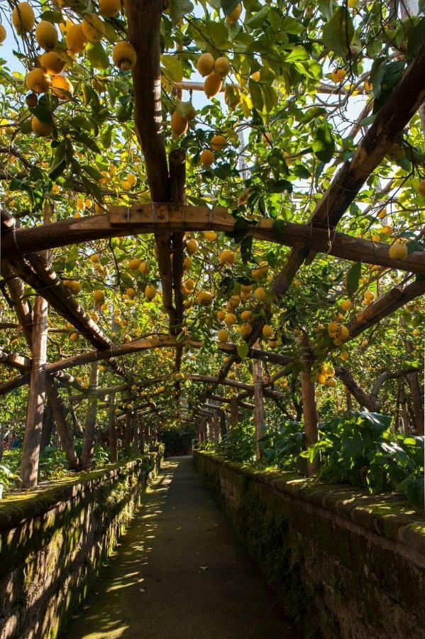 I Giardini Di Cataldo Sorrento Villa Exteriör bild